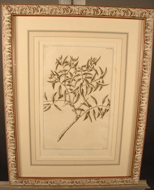 Antique Botanical Print. French, 18th / 19th cent - 2