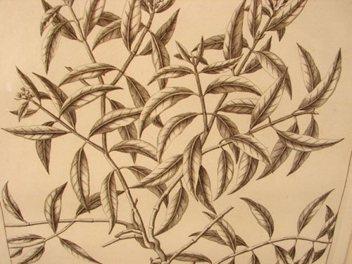 Antique Botanical Print. French, 18th / 19th cent - 3