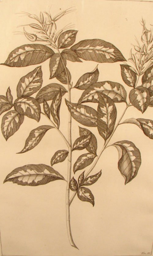 Antique Botanical Print. French, 18th / 19th cent