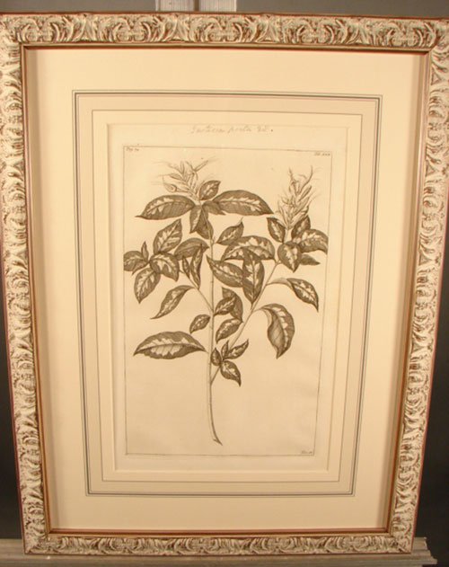 Antique Botanical Print. French, 18th / 19th cent - 2
