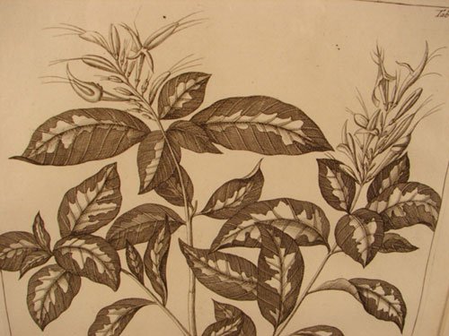 Antique Botanical Print. French, 18th / 19th cent - 3