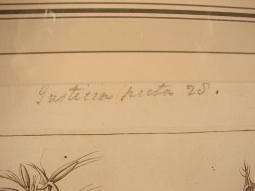 Antique Botanical Print. French, 18th / 19th cent - 4