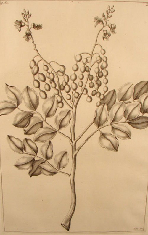 Antique Botanical Print. French, 18th / 19th cent