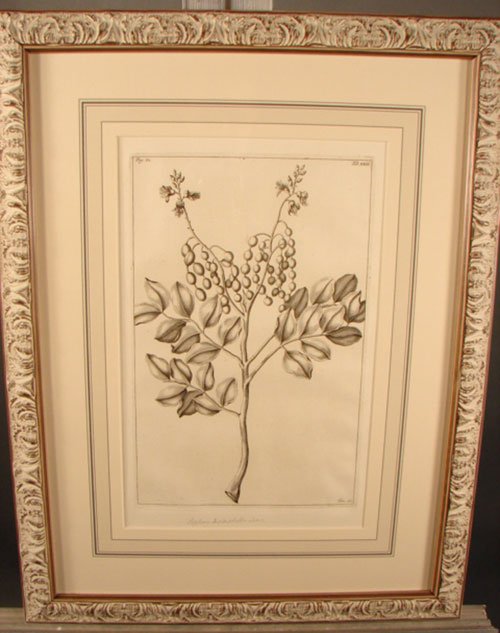 Antique Botanical Print. French, 18th / 19th cent - 2