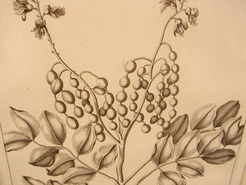 Antique Botanical Print. French, 18th / 19th cent - 3