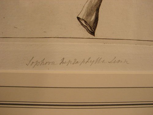 Antique Botanical Print. French, 18th / 19th cent - 4