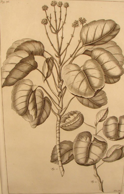 Antique Botanical Print. French, 18th / 19th cent
