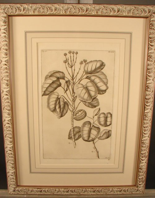 Antique Botanical Print. French, 18th / 19th cent - 2