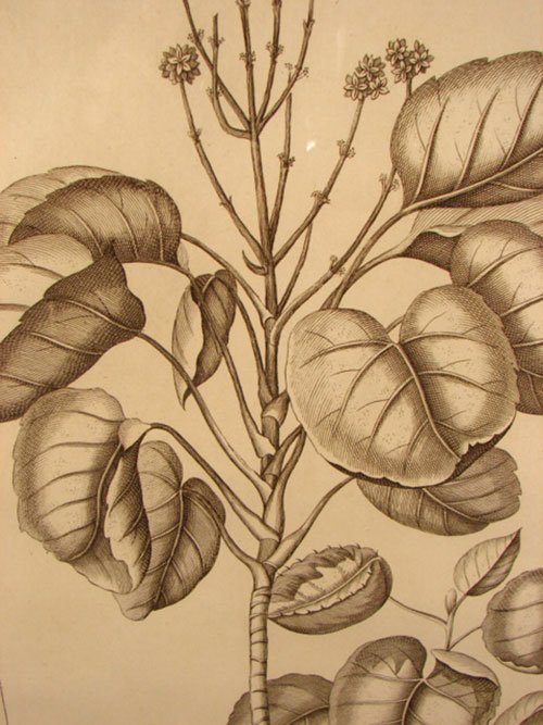 Antique Botanical Print. French, 18th / 19th cent - 3