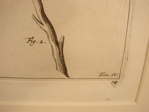 Antique Botanical Print. French, 18th / 19th cent - 4