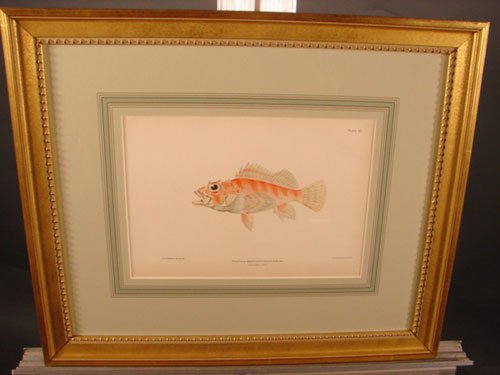 Julius Bien & A.H. Baldwin Hand Colored Print tit - 2