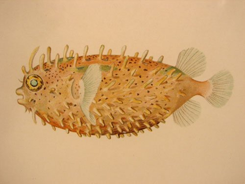 Julius Bien & A.H. Baldwin Hand Colored Print tit