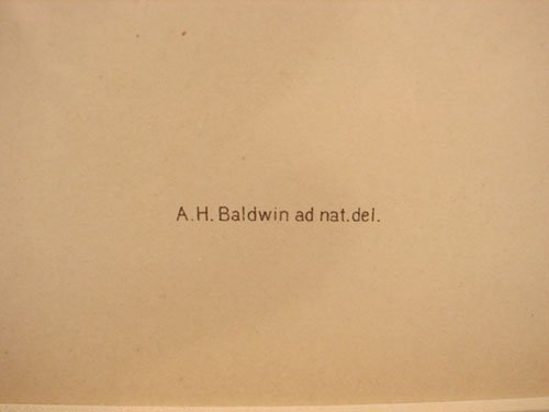 Julius Bien & A.H. Baldwin Hand Colored Print tit - 4