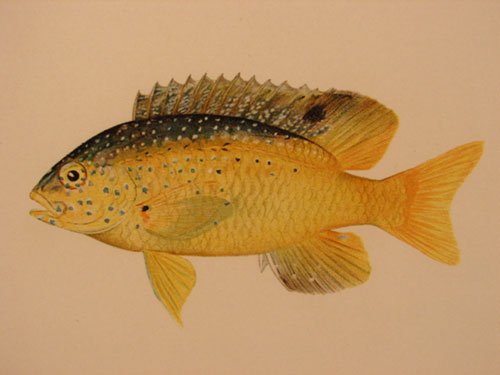 Julius Bien & A.H. Baldwin Hand Colored Print tit