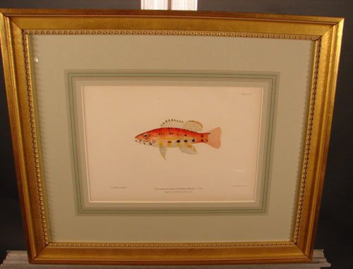 Julius Bien & A.H. Baldwin Hand Colored Print tit - 2