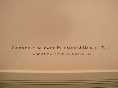 Julius Bien & A.H. Baldwin Hand Colored Print tit - 3