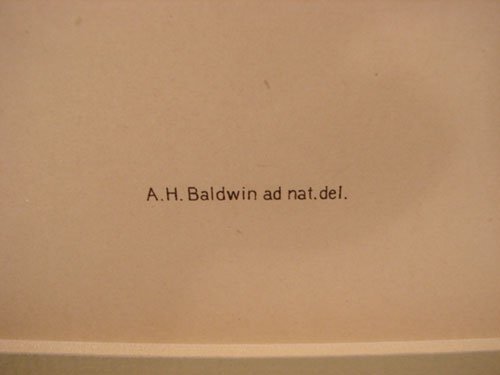 Julius Bien & A.H. Baldwin Hand Colored Print tit - 4