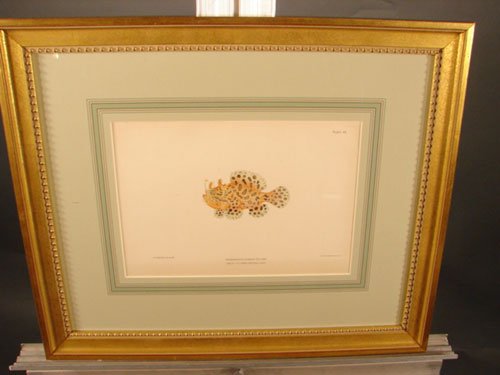 Julius Bien & A.H. Baldwin Hand Colored Print tit - 2