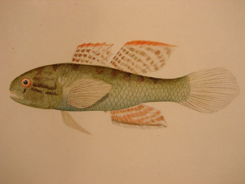 Julius Bien & A.H. Baldwin Hand Colored Print tit