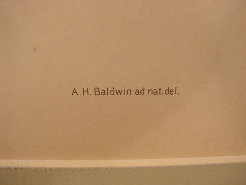 Julius Bien & A.H. Baldwin Hand Colored Print tit - 4