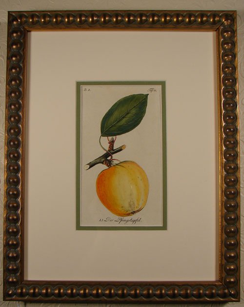 Sickler Hand Colored Apple Print. Late 18th c.