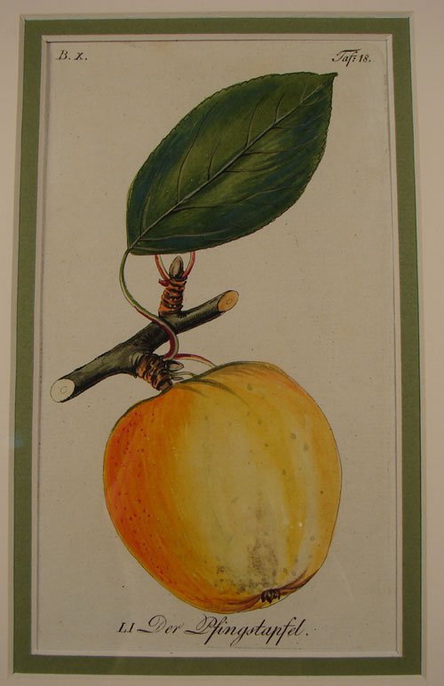 Sickler Hand Colored Apple Print. Late 18th c. - 2