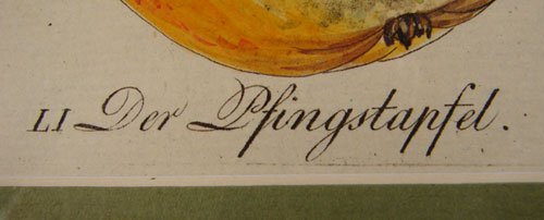 Sickler Hand Colored Apple Print. Late 18th c. - 3