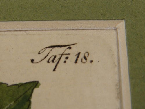 Sickler Hand Colored Apple Print. Late 18th c. - 5