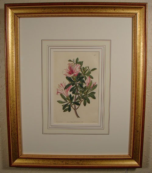 S. Edwards Hand Colored Floral Botanical Print