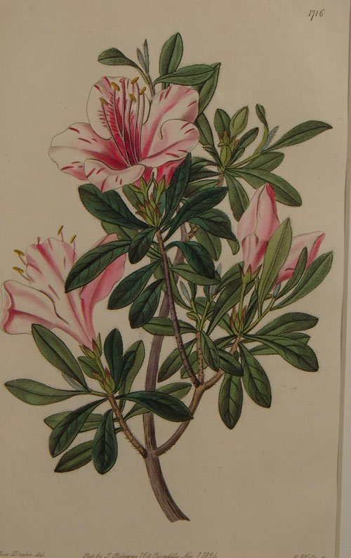 S. Edwards Hand Colored Floral Botanical Print - 2