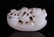 WHITE JADE TOGGLE CARVED BOY ON BOAT