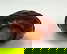item-209075491=5