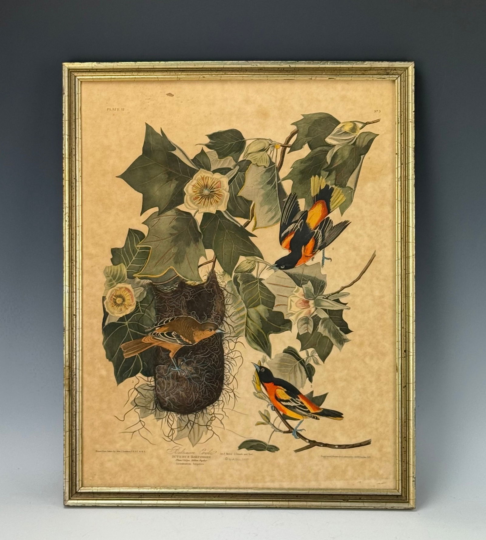 John James Audubon Colorful Bird Print (1 of 3)
