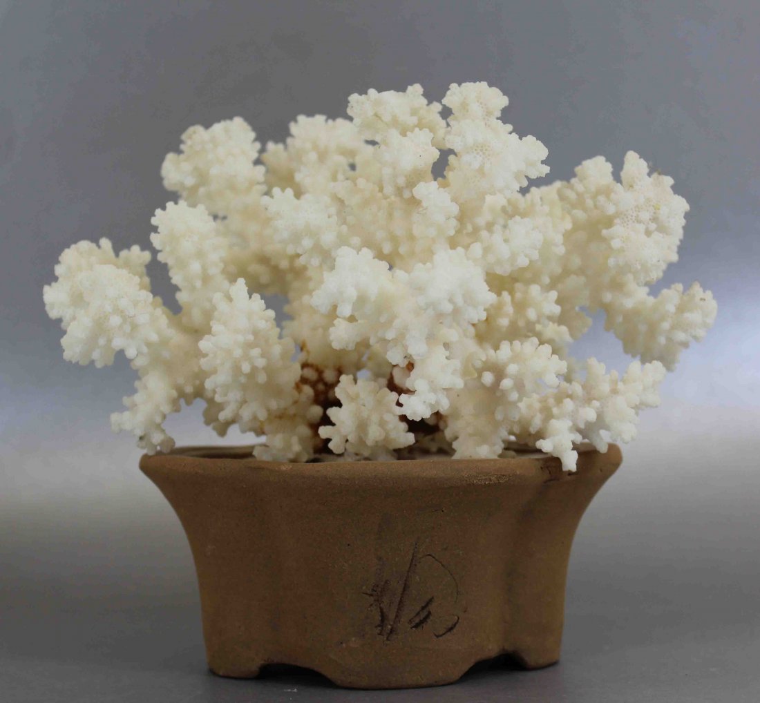 Coral Bonsai: Coral Bonsai, H:5.5 W:5 D:6.5