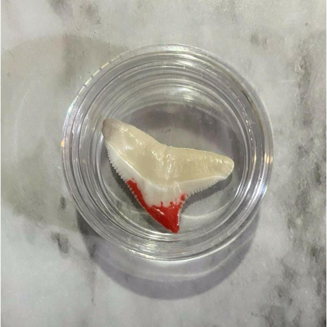 RARE Original Jaws Tooth Movie Prop Production Screen: YouLll receive number # of 125. This is your chance to own extremely rare original production used Jaws soothe from the scene where Quint is eaten by Jaws. This was once owned by a special effects art