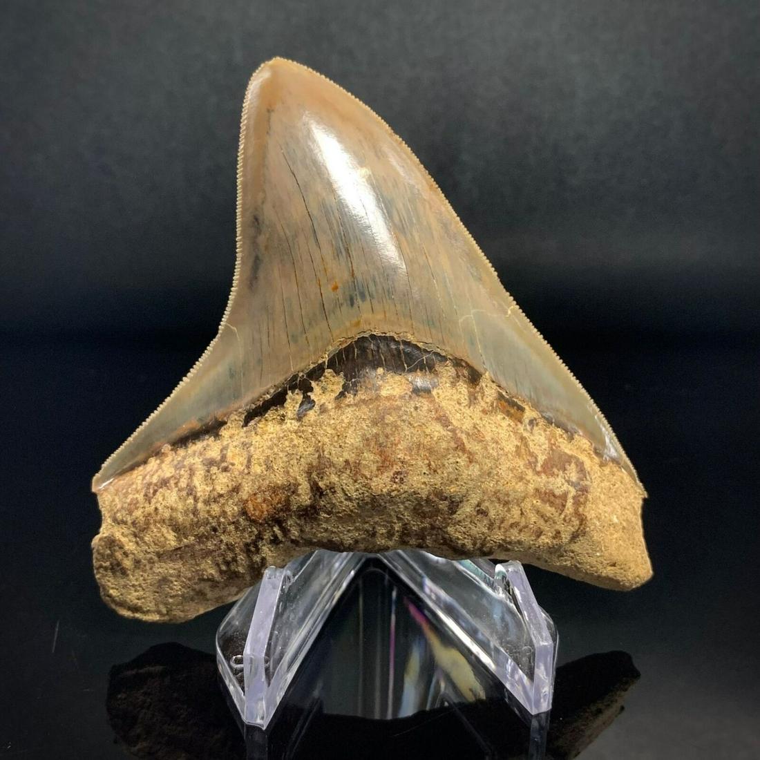 Unrestored Indonesian Megalodon Shark Tooth 3.85" Authentic Fossil: Unrestored Indonesian Megalodon Shark Tooth 3.85" Authentic Fossil