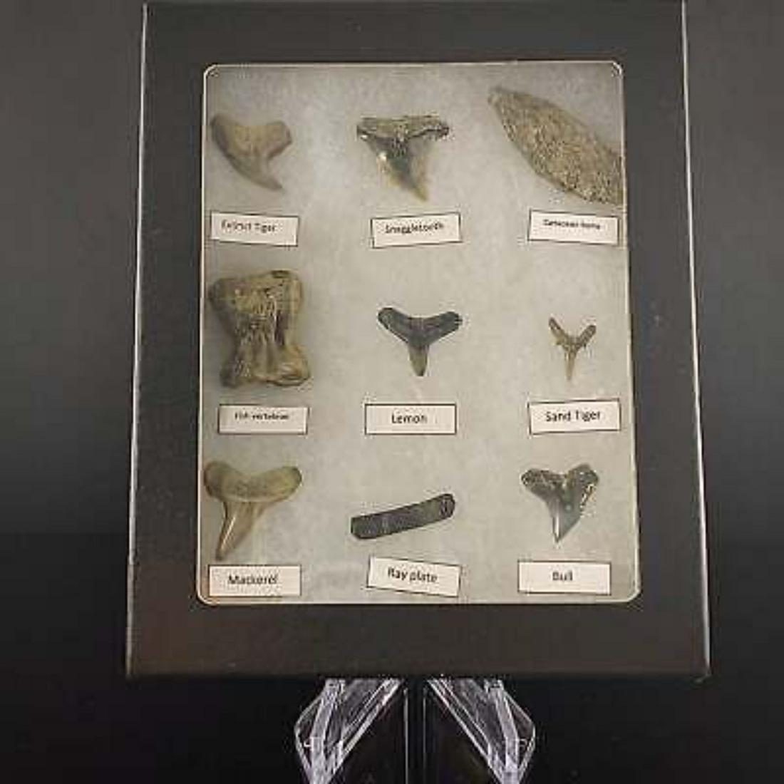 Beginner Fossil Shark Teeth Labeled with Case and Stand (9 Fossils): Beginner Fossil Shark Teeth Labeled with Case and Stand (9 Fossils)