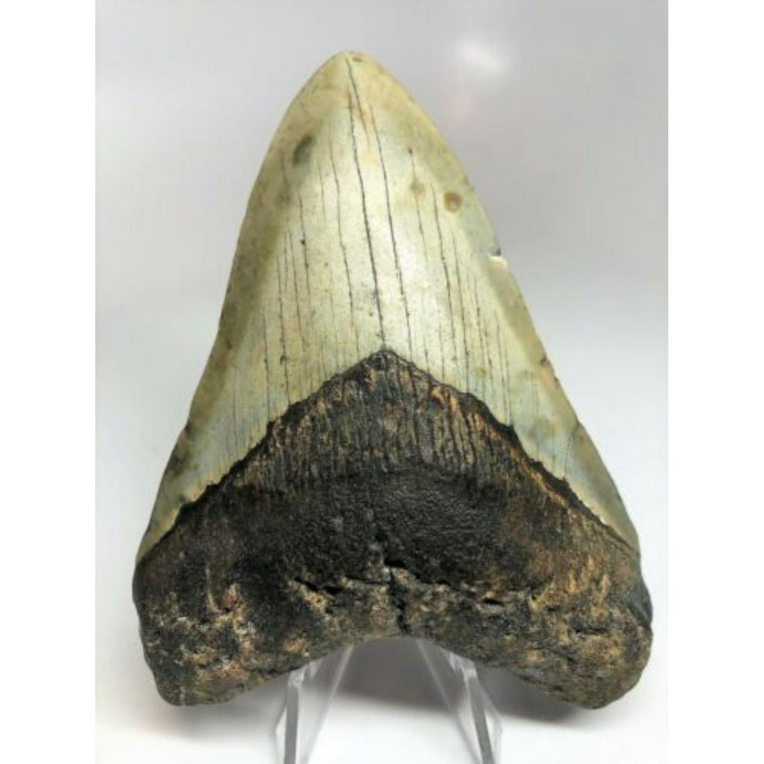 REAL MEGALODON SHARK TOOTH BIG FOSSIL GIANT GENUINE PREHISTORIC MEG TEETH (5 INCH): REAL MEGALODON SHARK TOOTH BIG FOSSIL GIANT GENUINE PREHISTORIC MEG TEETH (5 INCH)