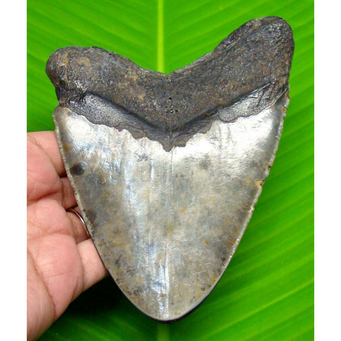 HUGE MEGALODON SHARK TOOTH - 5.05" - REAL SHARK TEETH FOSSIL - NOT REPLICA: HUGE MEGALODON SHARK TOOTH - 5.05" - REAL SHARK TEETH FOSSIL - NOT REPLICA