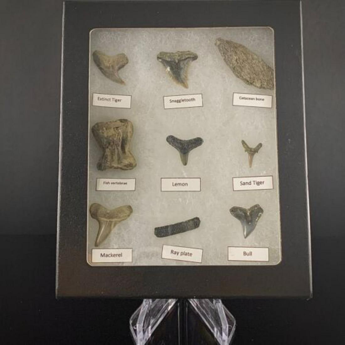 Beginner Fossil Shark Teeth Labeled with Case and Stand (9 Fossils) no megalodon: Beginner Fossil Shark Teeth Labeled with Case and Stand (9 Fossils) no megalodon