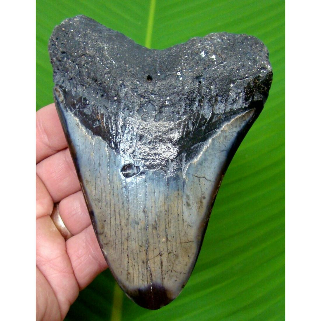 MEGALODON SHARK TOOTH - OVER 4 & 7/8 in. - REAL FOSSIL: MEGALODON SHARK TOOTH - OVER 4 & 7/8 in. - REAL FOSSIL
