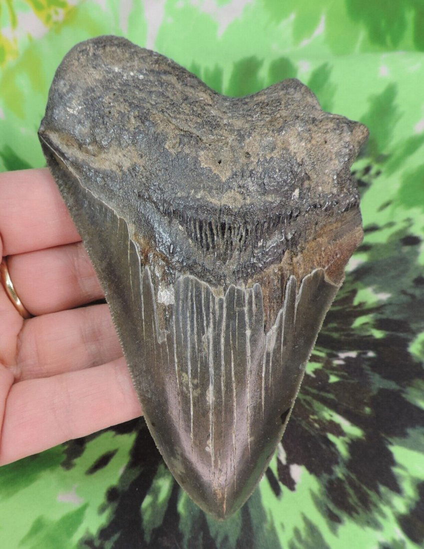 Megalodon Sharks Tooth 4 15/16'' inch NO RESTORATIONS fossil sharks teeth tooth: Megalodon Sharks Tooth 4 15/16'' inch NO RESTORATIONS fossil sharks teeth tooth