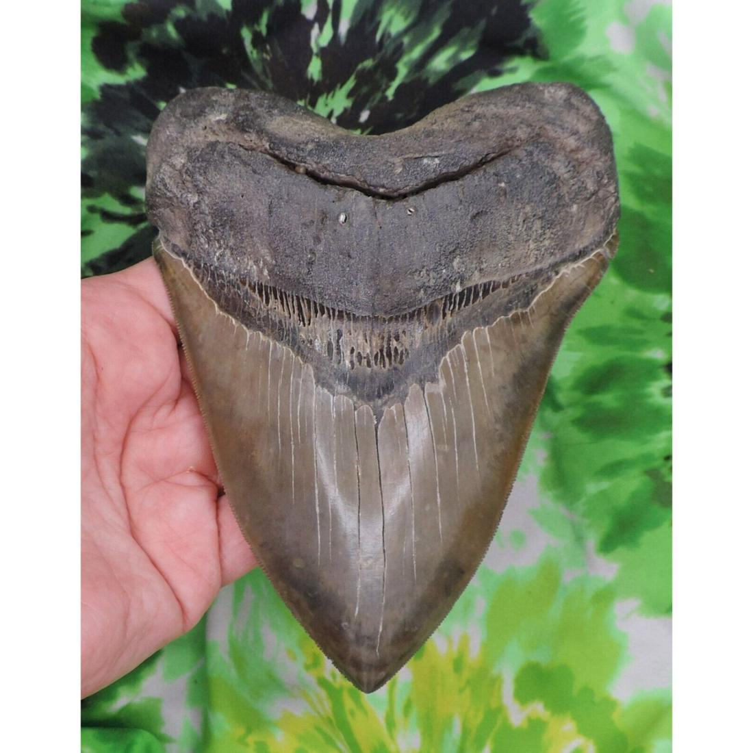 Megalodon Sharks Tooth 5 7/8" inch NICE!1 NO RESTORATIONS fossil sharks teeth: Megalodon Sharks Tooth 5 7/8" inch NICE!1 NO RESTORATIONS fossil sharks teeth
