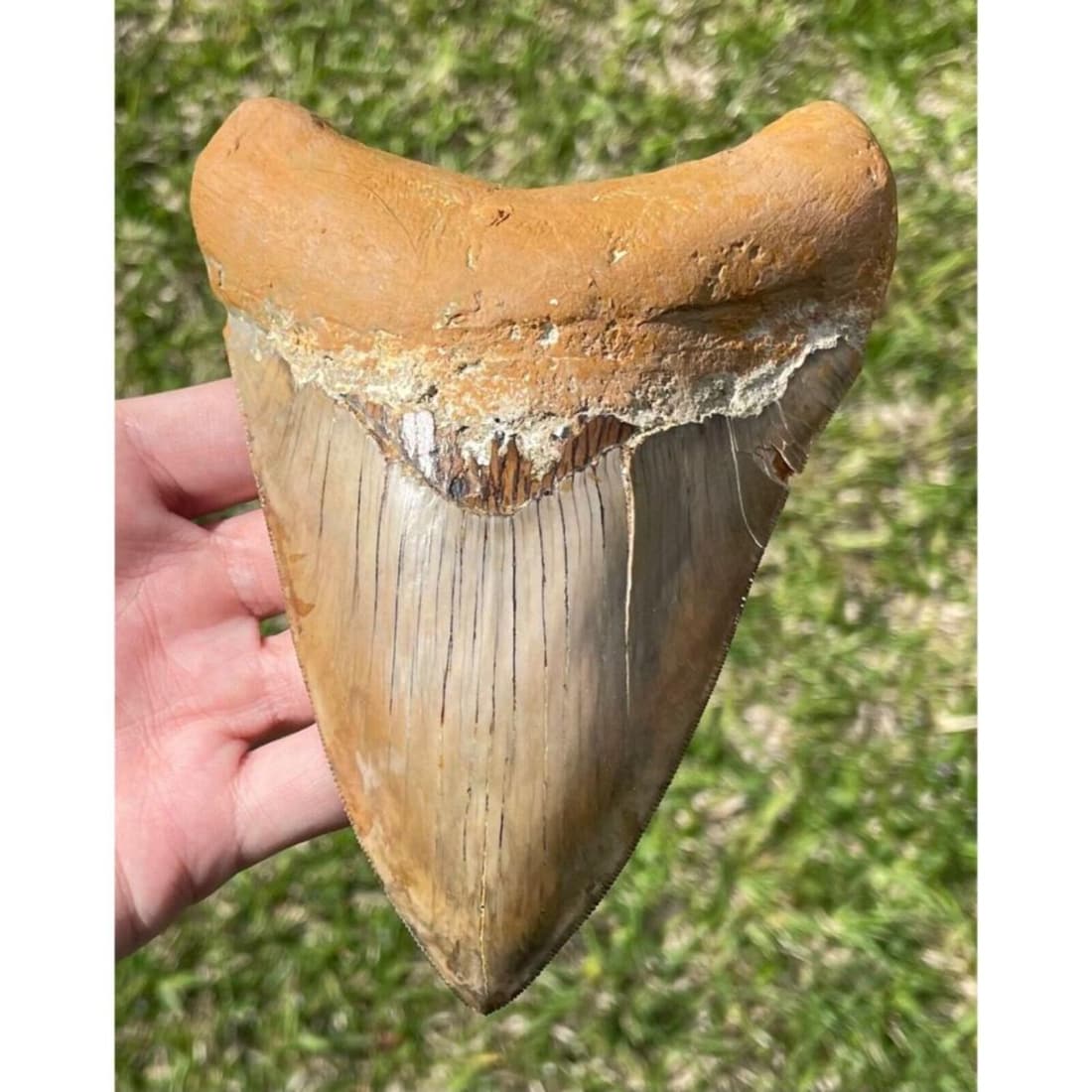 Megalodon Tooth Fossil HUGE 5.75â€ REAL!!: Megalodon Tooth Fossil HUGE 5.75”