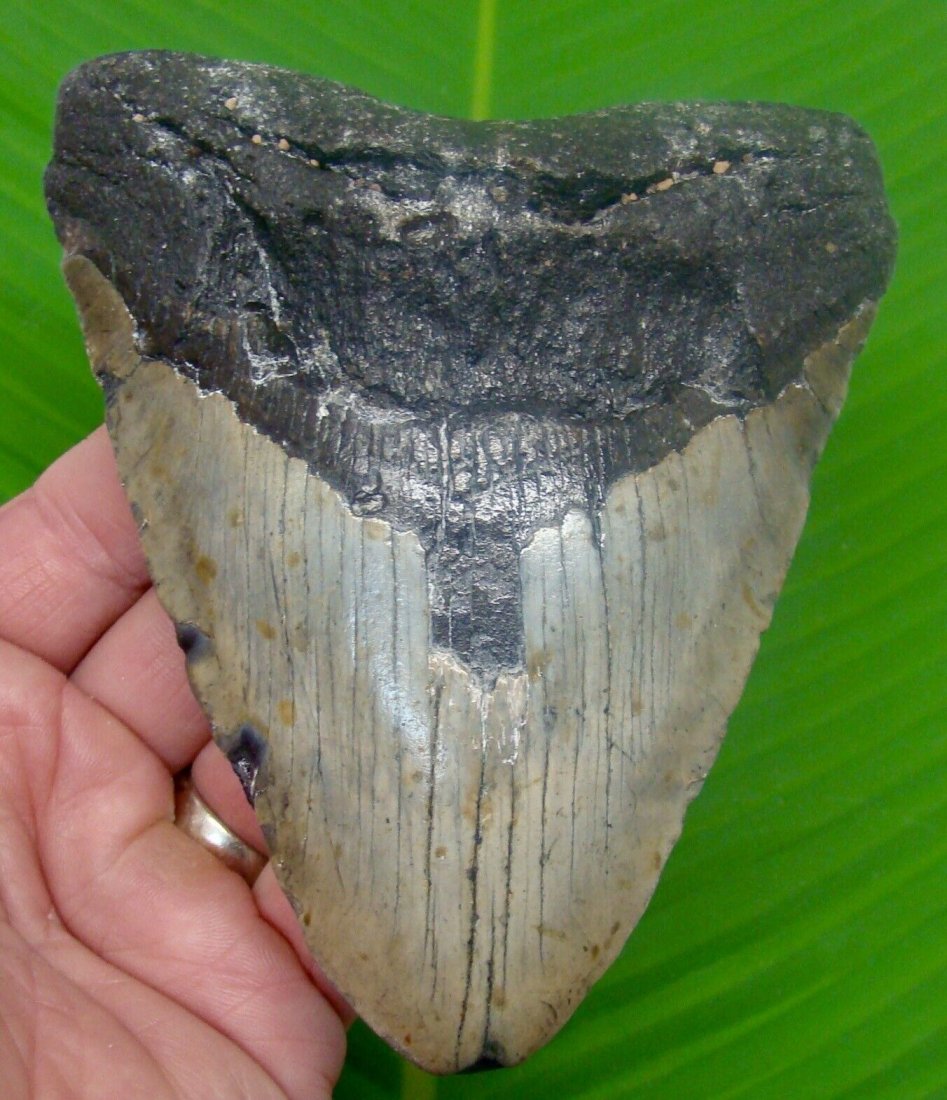 MEGALODON SHARK TOOTH - XL 5 & 9/16 in. - REAL FOSSIL: MEGALODON SHARK TOOTH - XL 5 & 9/16 in. - REAL FOSSIL