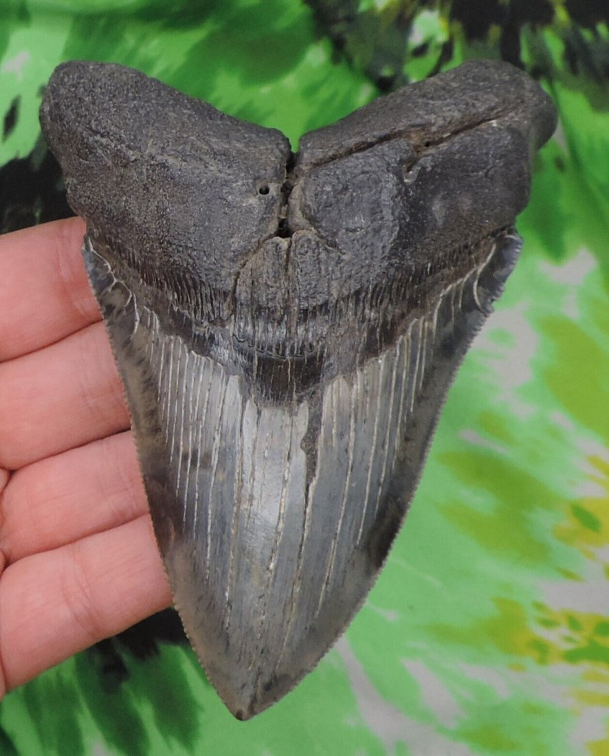Megalodon Sharks Tooth 4 9/16" inch NO RESTORATIONS fossil sharks teeth tooth - Picture 2 of 7 Mega: Megalodon Sharks Tooth 4 9/16" inch NO RESTORATIONS fossil sharks teeth tooth - Picture 2 of 7