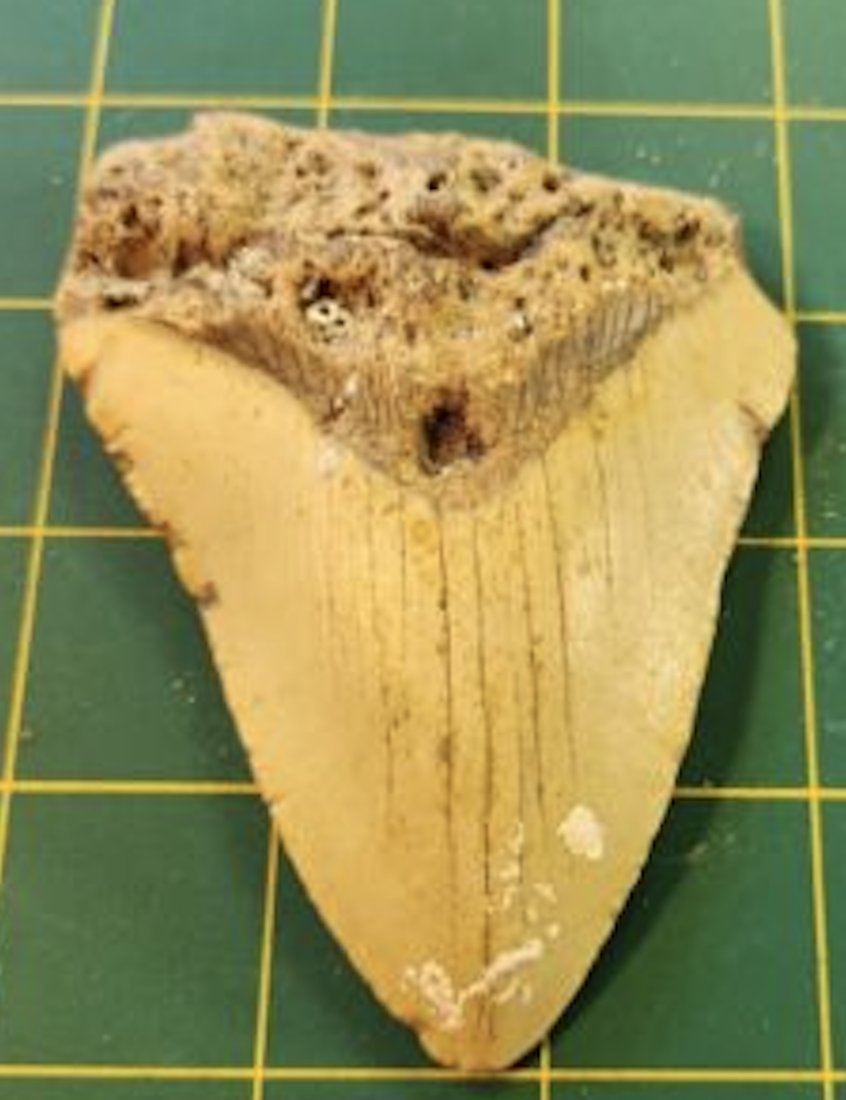 #2185 Megalodon Unrestored 3.85 inch Prehistoric Huge Beautiful MEG Tooth Fossil: #2185 Megalodon Unrestored 3.85 inch Prehistoric Huge Beautiful MEG Tooth Fossil