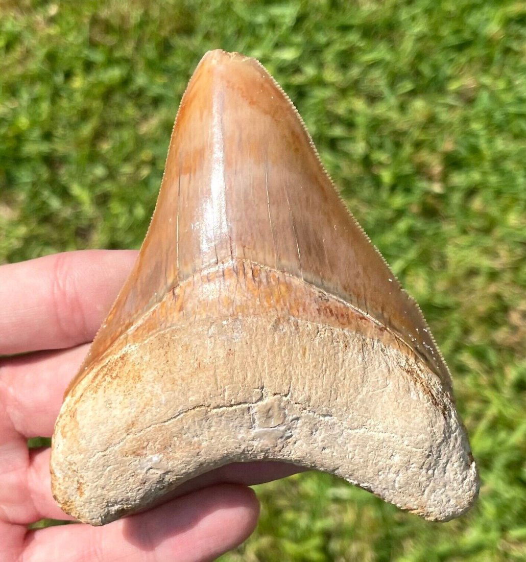 Indonesia Megalodon Tooth Fossil HUGE 4”: Indonesia Megalodon Tooth Fossil HUGE 4”