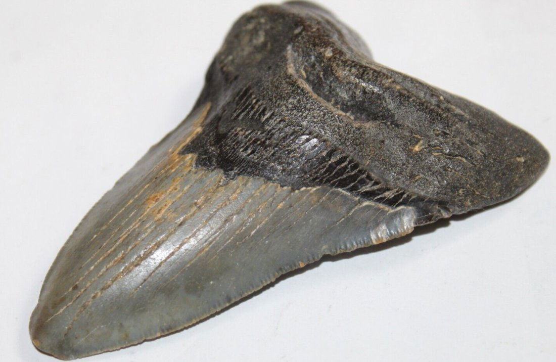 MEGALODON SHARK TOOTH FOSSIL Natural NO Repair 4.17" HUGE BEAUTIFUL TOOTH: MEGALODON SHARK TOOTH FOSSIL Natural NO Repair 4.17" HUGE BEAUTIFUL TOOTH