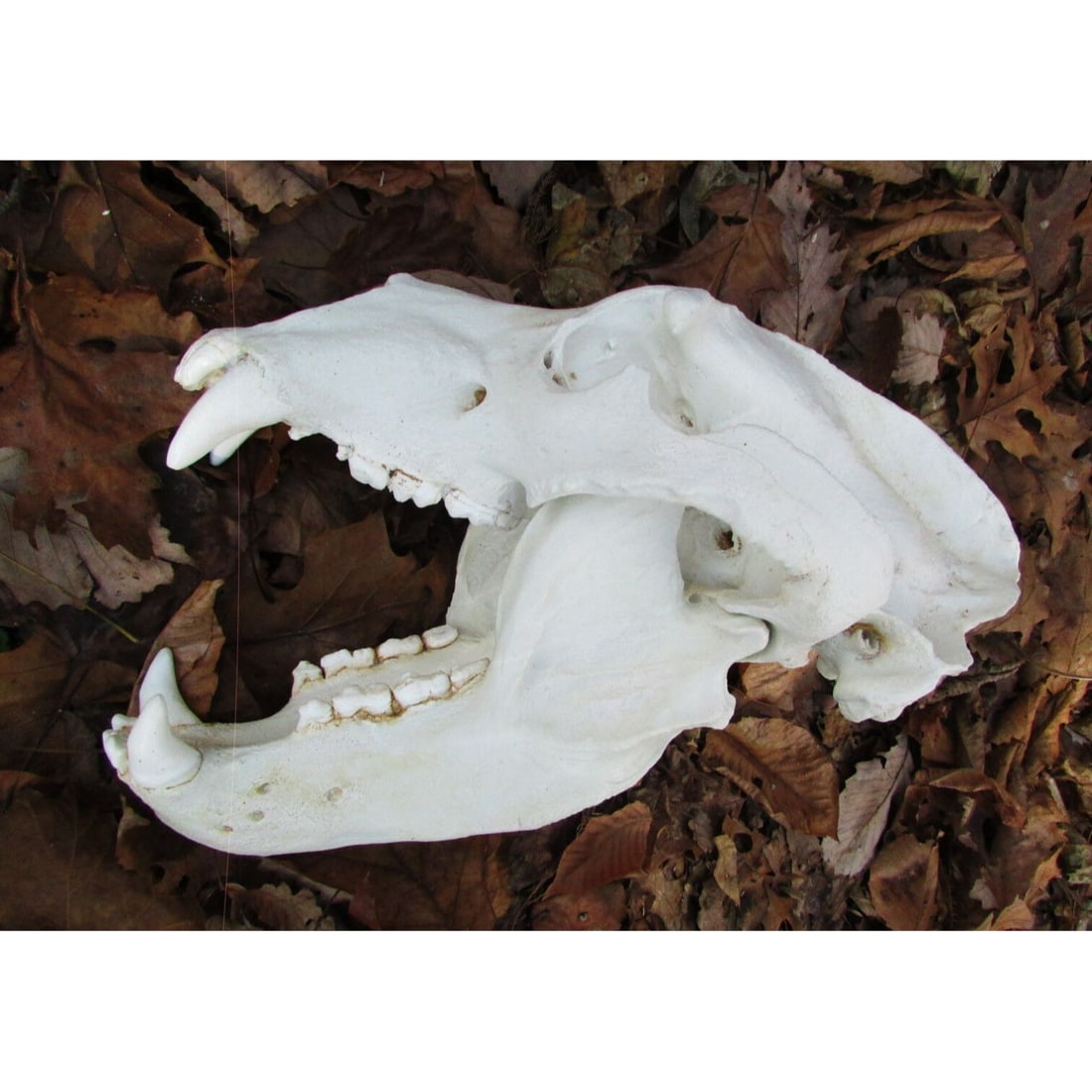 Replica Grizzly Bear Skull.: Replica Grizzly Bear Skull. Approximate Measurements: Length is 17 15/16", width is 10.5", with a total score of 28 7/16" (this is just the top skull alone - with the lower jaw in place the overall me